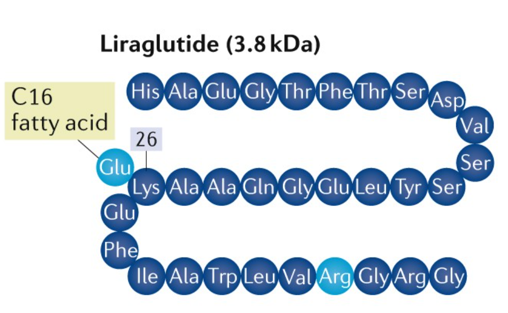 Liraglutidi: GLP-1-reseptoriagonisti, joka tehostaa aineenvaihduntaa